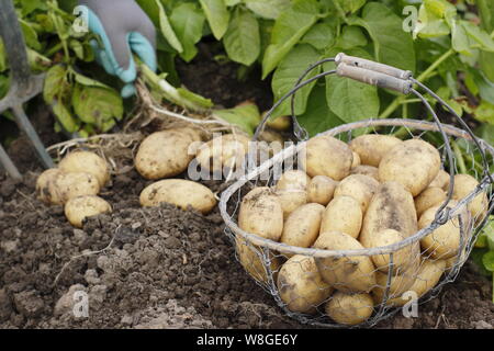 Solanum tuberosum. Récolte des premières pommes de terre 'Lady Christl' à la main dans un jardin de cuisine. ROYAUME-UNI Banque D'Images