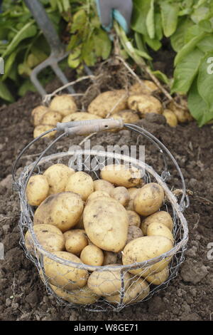 Solanum tuberosum. Récolte des premières pommes de terre 'Lady Christl' à la main dans un jardin de cuisine. ROYAUME-UNI Banque D'Images