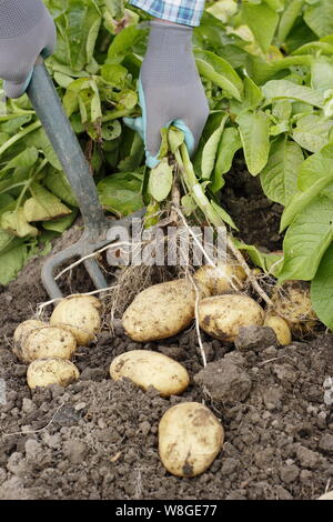 Solanum tuberosum. Récolte des premières pommes de terre 'Lady Christl' à la main dans un jardin de cuisine. ROYAUME-UNI Banque D'Images