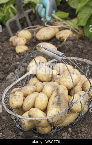 Solanum tuberosum. Récolte des premières pommes de terre 'Lady Christl' à la main dans un jardin de cuisine. ROYAUME-UNI Banque D'Images