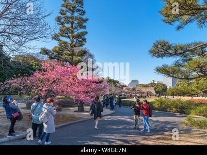 Les visiteurs qui prennent des photos de fleur de cerisier avec le site de l'Edo garder au loin, à l'Est des jardins, palais impérial, Tokyo, Japon Banque D'Images