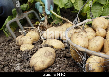 Solanum tuberosum. Récolte des premières pommes de terre 'Lady Christl' à la main dans un jardin de cuisine. ROYAUME-UNI Banque D'Images