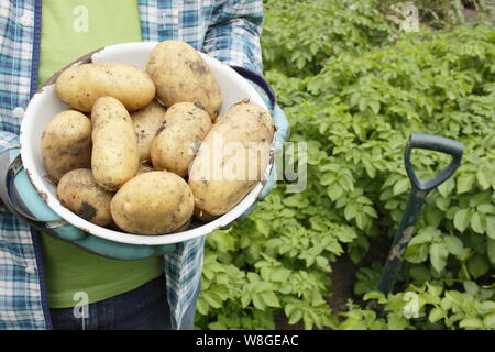 Solanum tuberosum. Récolte des premières pommes de terre 'Lady Christl' dans une passoire dans un jardin de cuisine. ROYAUME-UNI Banque D'Images