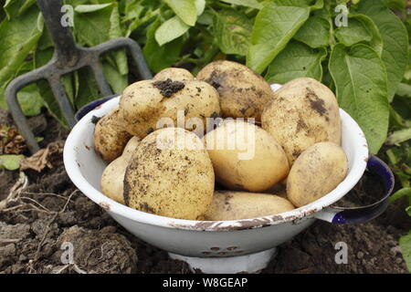 Solanum tuberosum. Récolte des premières pommes de terre 'Lady Christl' dans une passoire dans un jardin de cuisine. ROYAUME-UNI Banque D'Images