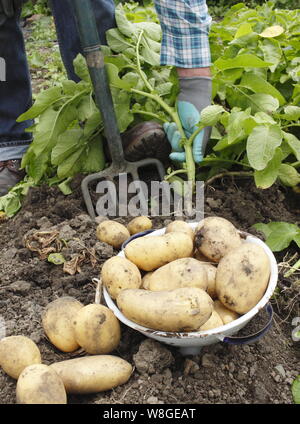 Solanum tuberosum. Récolte des premières pommes de terre 'Lady Christl' à la main dans un jardin de cuisine. ROYAUME-UNI Banque D'Images