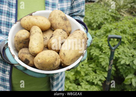 Solanum tuberosum. Récolte des premières pommes de terre 'Lady Christl' dans une passoire dans un jardin de cuisine. ROYAUME-UNI Banque D'Images