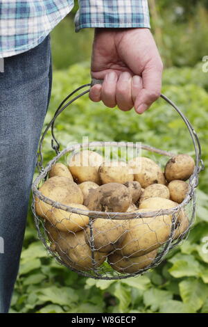 Solanum tuberosum. Les premières pommes de terre « Lady Christl » fraîchement moulées dans un panier métallique dans le jardin britannique Banque D'Images