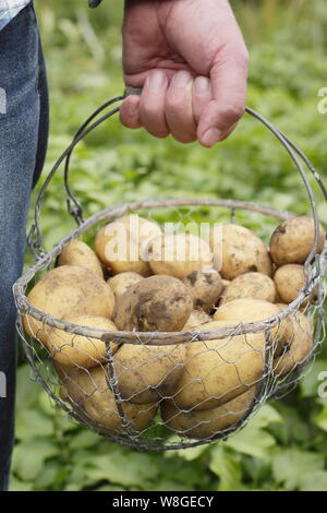 Solanum tuberosum. Les premières pommes de terre « Lady Christl » fraîchement moulées dans un panier métallique dans le jardin britannique Banque D'Images