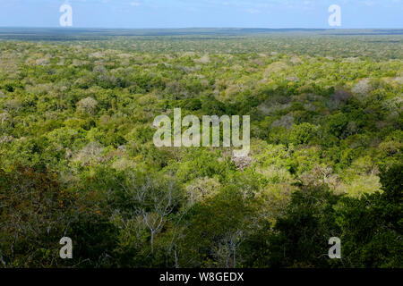 Skyline forest. Vue sur la grande forêt de la jungle du Yucatan (Mexique) pinisula à partir d'une pyramide maya. Banque D'Images