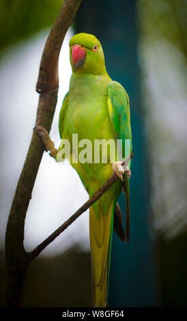 Perruche Rose, Psittacula krameri seul oiseau perché sur une branche d'arbre Banque D'Images