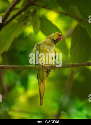 Perruche Rose, Psittacula krameri seul oiseau perché sur une branche d'arbre Banque D'Images