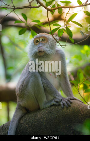 Manger du crabe le macaque, Macaca fascicularis,femelle adulte est assis sur le rocher Banque D'Images