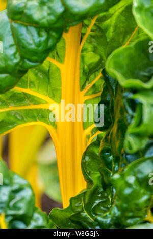 La Bette à carde jaune Fermer Voir, dans la lumière du soleil de l'été diffusée dans un potager de cuisine. Chard, (Beta vulgaris cicla, variété), également appelé la bette à carde, variété de la betterave de la famille d'amarante (Amaranthaceae), cultivée pour ses feuilles comestibles et pétioles. Banque D'Images