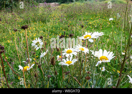 Ox eye daisies dans un pré de fleurs sauvages. Banque D'Images