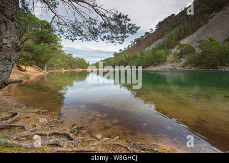 Un Lochan Uaine, little loch dans le Glenmore Forest Park, le Parc National de Cairngorms près d'Aviemore, Badenoch et Strathspey, Ecosse, Royaume-Uni Banque D'Images