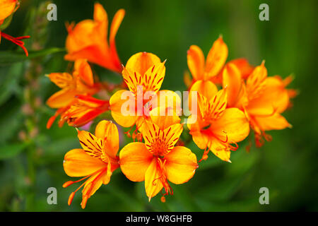 L'Alstroemeria fleurs, communément appelée la Lys péruviens ou lis des Incas, est une plante de la famille Alstroemeriaceae, Angleterre Banque D'Images