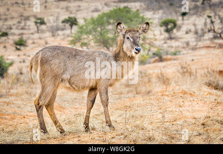 L'Afrique de l'impala mignon sur des plaines de savane à Tsavo East Park, Kenya Banque D'Images