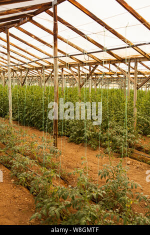 Légumes de serre (tomates) production en Crète, Grèce Banque D'Images
