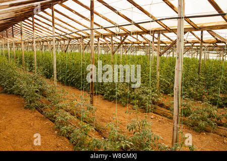 Légumes de serre (tomates) production en Crète, Grèce Banque D'Images