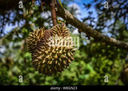 Durian durian fruit frais, arbre sur arbre en jungle sur Bali. Banque D'Images