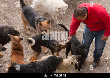 Ancien homme millionnaire chinois Wang Yan (mâle) les chiens qui ont été sauvés des traits par lui à partir de l'abattoir à son centre de sauvetage des animaux à Changchun c Banque D'Images