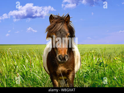 Pony avec fleurs champ meadow Banque D'Images