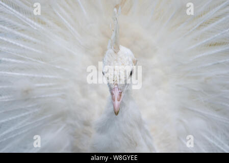 Portrait d'un paon blanc avec plumes ouvert Banque D'Images