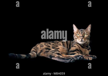 Bengal chat couché et regardant amera. Isolé sur fond noir. Banque D'Images