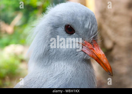 Chef d'une espèce en voie de disparition et menacées kagu (Rhynochetos jubatus) en vue rapprochée Banque D'Images