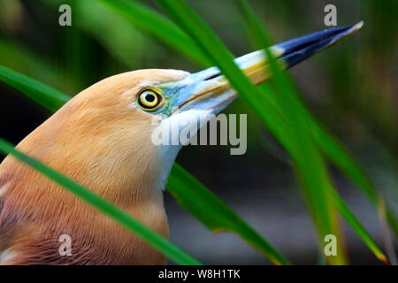 Chef d'un javan pond heron (ardeola speciosa) cachant entre herbes et regardant vers le haut Banque D'Images