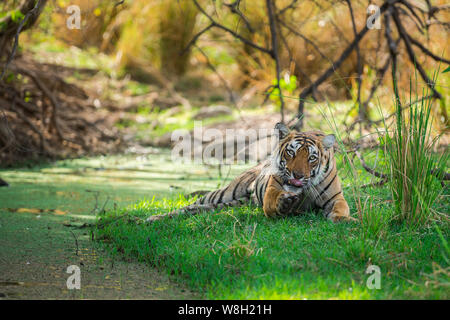 Une femelle tigre du Bengale près de l'eau le corps et l'ombre d'arbre pour rafraîchir son corps et faire nettoyer ses parties du corps avec sa langue maternelle à Ranthambore papilles Banque D'Images