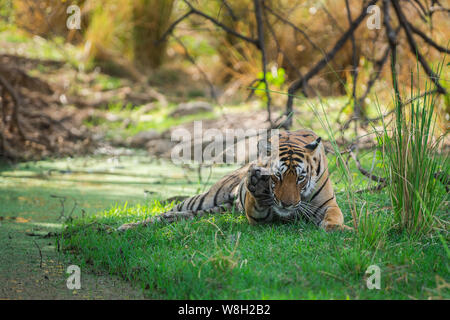 Une femelle tigre du Bengale près de l'eau le corps et l'ombre d'arbre pour rafraîchir son corps et faire nettoyer ses parties du corps avec sa langue maternelle à Ranthambore papilles Banque D'Images