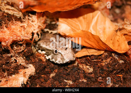 Le Sud de l'Australie Death Adder dans leaflitter Banque D'Images