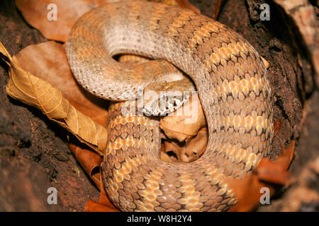 Le Sud de l'Australie Death Adder dans leaflitter Banque D'Images