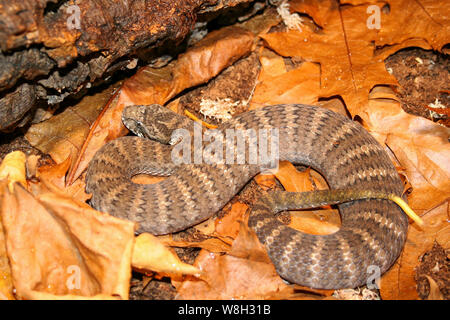Le Sud de l'Australie Death Adder dans leaflitter Banque D'Images