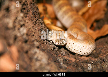 Le Sud de l'Australie Death Adder dans leaflitter Banque D'Images