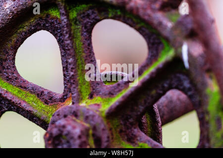 Rusty, et moussus de fer forgé d'une pièce d'Engrenage vintage farm equipment à près de distance macro. La mousse d'un vert vif se distingue fortement contre le Banque D'Images