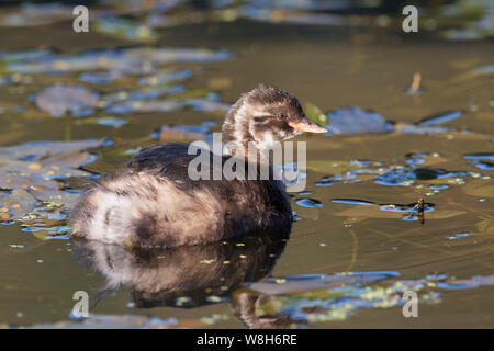 Grèbe castagneux Tachybaptus ruficollis, l'enfant unique, la natation dans le canal. Prises d'octobre. Le Derbyshire, Royaume-Uni. Banque D'Images