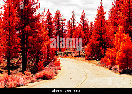 Pays route tournant à travers les arbres d'automne sous ciel nuageux. Banque D'Images