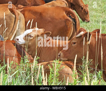 Troupeau de vaches brunes entassés derrière une clôture en fil barbelé tout en pâturage Banque D'Images