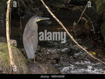 Gène Fasciated Tiger Heron Banque D'Images