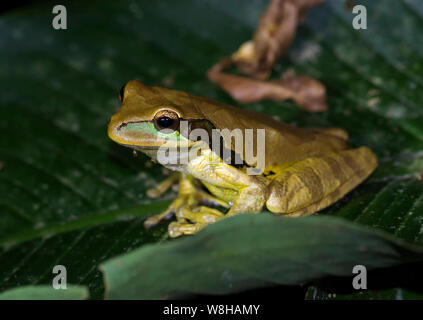 La nouvelle Grenade contre-banded tree frog Banque D'Images