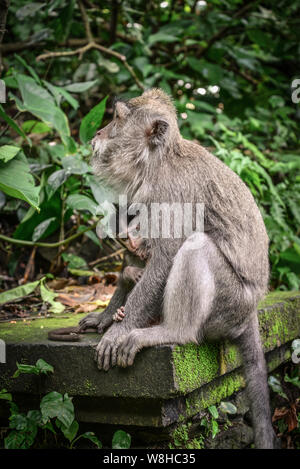 La mère et le bébé singe à longue queue balinais du Monkey Temple, Ubud Banque D'Images
