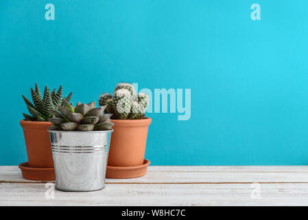 Collection de divers cactus et plantes succulentes dans des pots. Cactus en pot PLANTES vertes sur fond bleu Banque D'Images