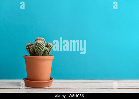 Cactus en pot de fleur. Cactus en pot PLANTES vertes sur fond bleu Banque D'Images