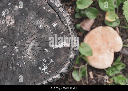 L' affichage. Une vieille souche avec des fissures et d'un grand champignon à proximité. Selective focus sur une souche de champignon, floue. Place pour le texte. Banque D'Images