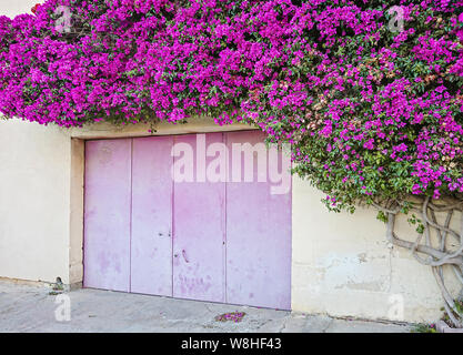 Belle fleur en papier bush couvre le mur de bâtiment résidentiel et crée une arche naturelle Banque D'Images