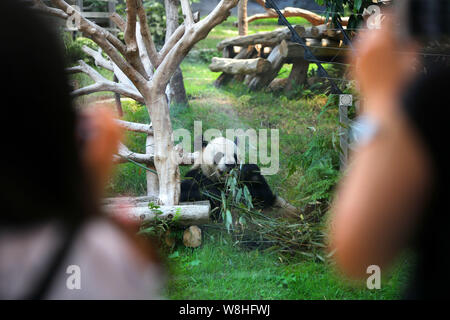 Les visiteurs l'un des deux pandas géants le gouvernement central chinois envoyés comme cadeaux à manger à Macao bambou Seac Pai Van Park à Macao, Chine, 31 Ma Banque D'Images