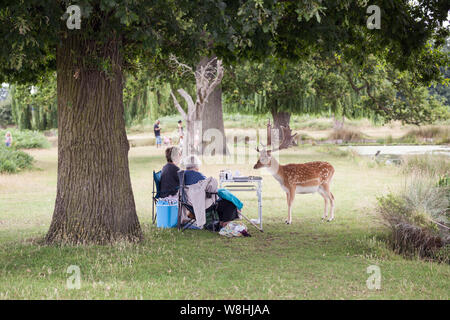 Une des approches des daims quelques pique-niqueurs Bushy Park, Londres. Banque D'Images