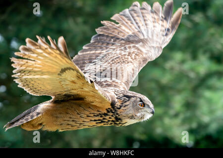 Eagle owl flying close up dans un boisé au Royaume-Uni Banque D'Images